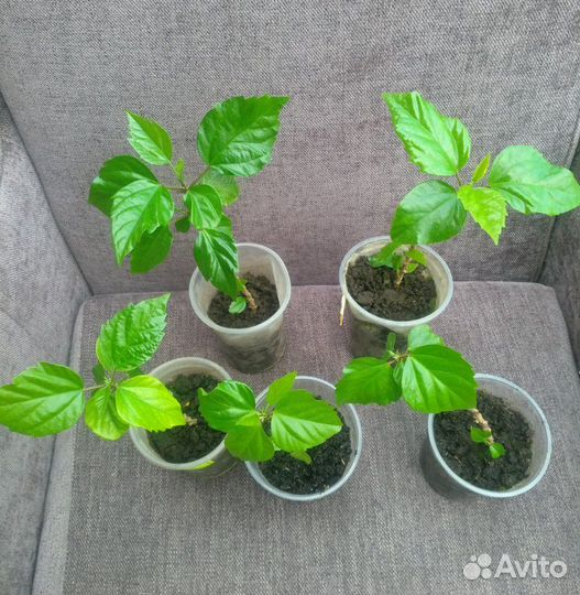 Гибискус махровый, китайская роза