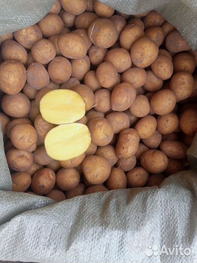 Картофель Галла семенной на посадку