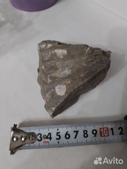 Окаменелость Аммонит Фрагмент Крупный