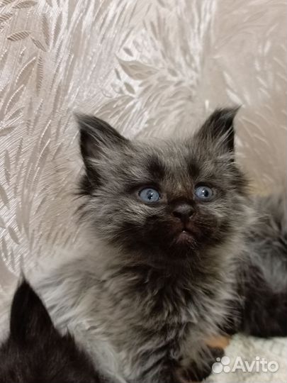 Котята мейн-кун