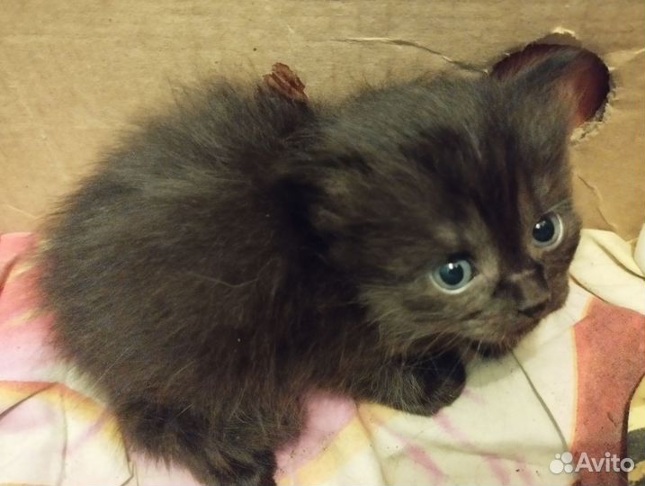 Котята британские