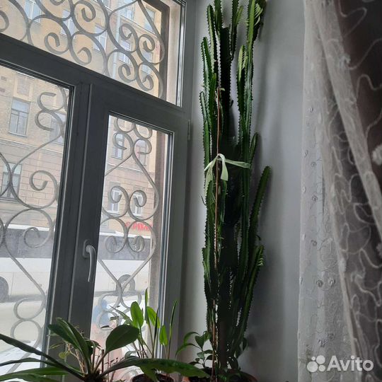 Комнатные цветы молочай