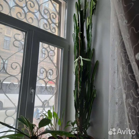 Комнатные цветы молочай