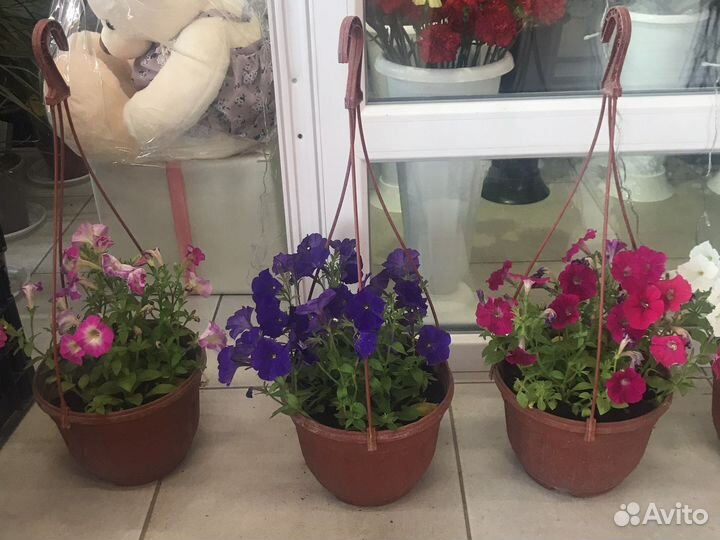 Рассада петунии ампельной