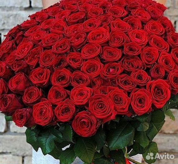 Высокие розы Гигантские розы 110