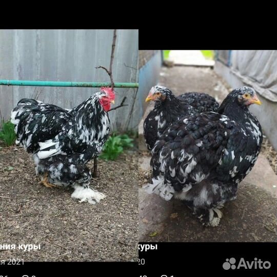 Брама, кохинхин мрамор