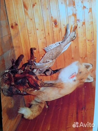 Чучело лисы