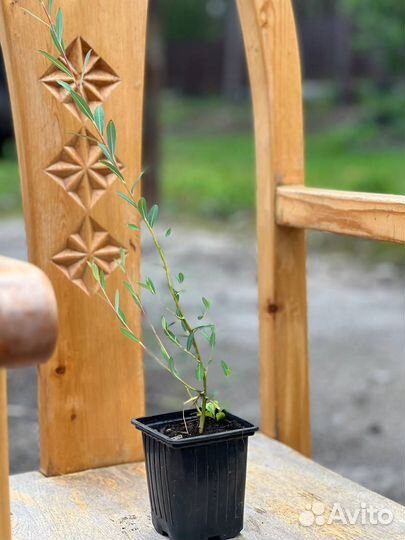 Ива Нана, Маяк, извилистая