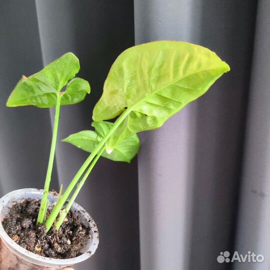 Сингониум Пинк Флексид (Syngonium Pink Flecked)