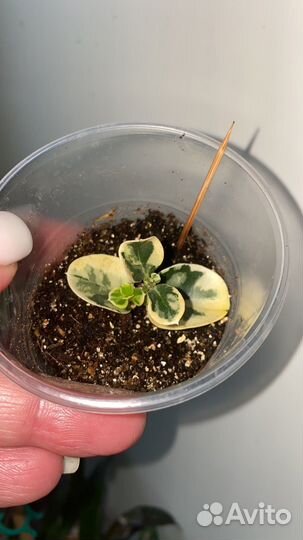 Карисса вариегатная