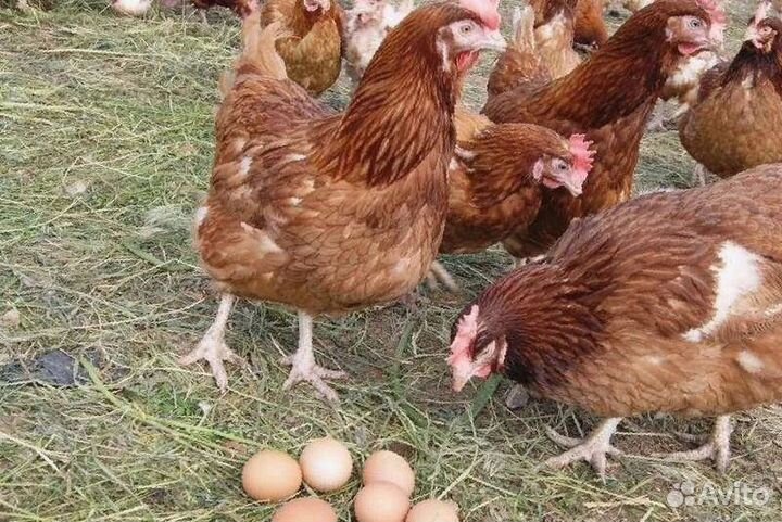 Несушки с доставкой