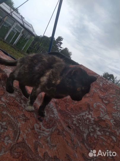 Кошка в добрые руки почти 1 год исполнился