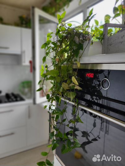 Традесканция