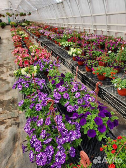 Петуния ампельная в кашпо