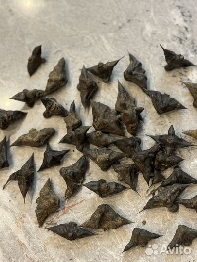 Водяной орех (чилим)