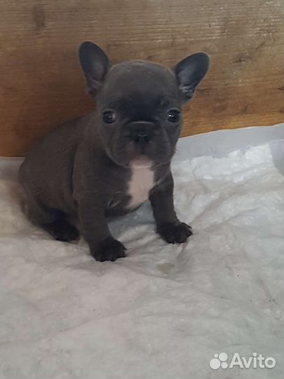 Французский бульдог щенки голубой