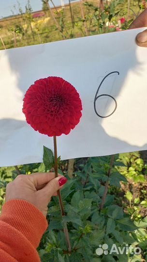 Георгины клубни