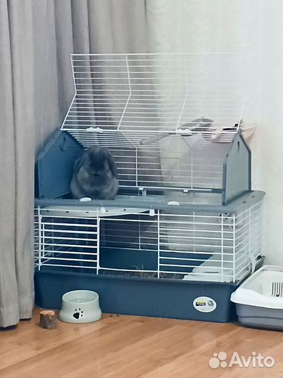 Кролик вислоухий с дорогой клеткой