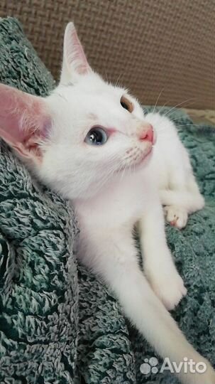 Котенок в добрые руки