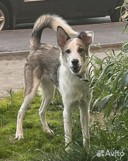 Собака 10 месяцев