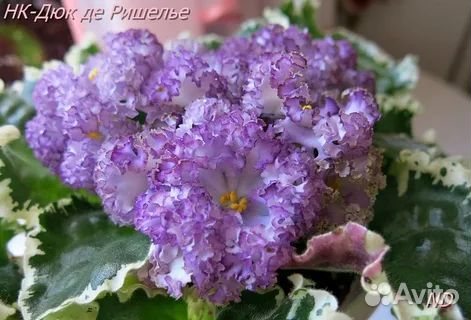 Фиалки набор №2 укоренённых листов 7 разных сортов