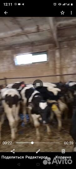 Телята бычки и есть тёлки