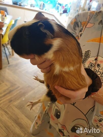 Морская свинка