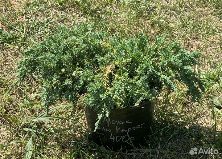 Можжевельник Блю Карпет