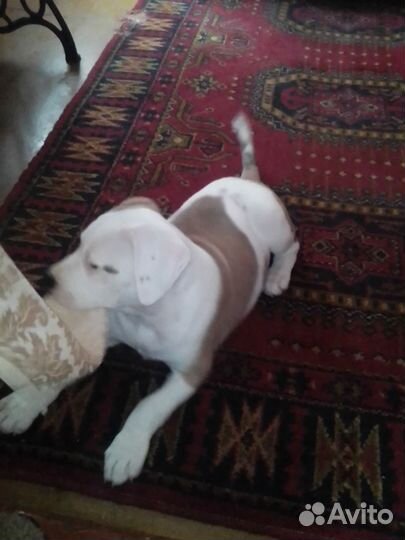 Продажа щенка