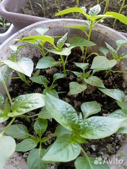 Рассада сладкого перца