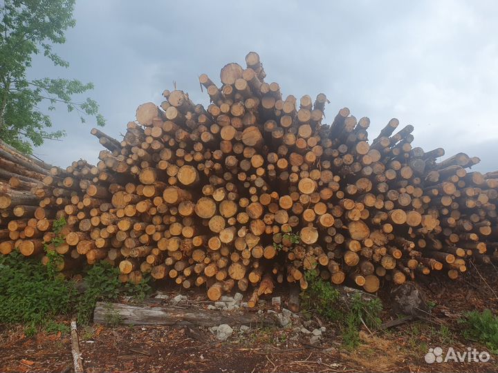 Дрова хвойные