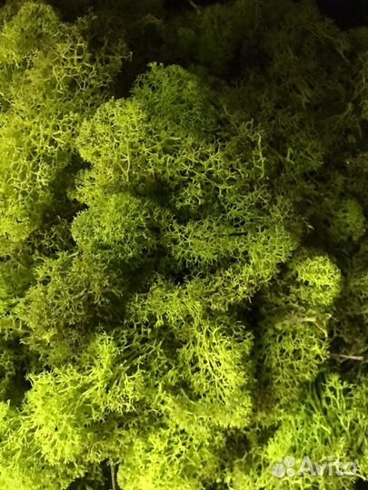 Мох стабилизированный оптом и в розницу