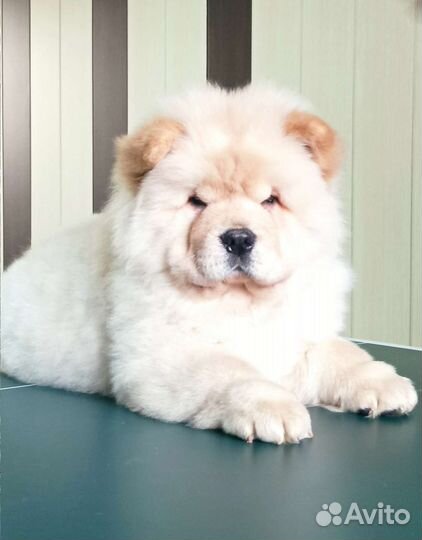 Кремовый мальчик