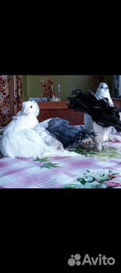 Продажа голубей