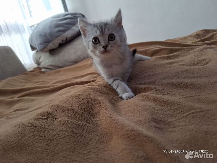 Шотландские котята
