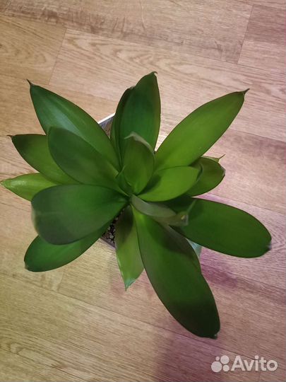 Сортовые сансевиерии