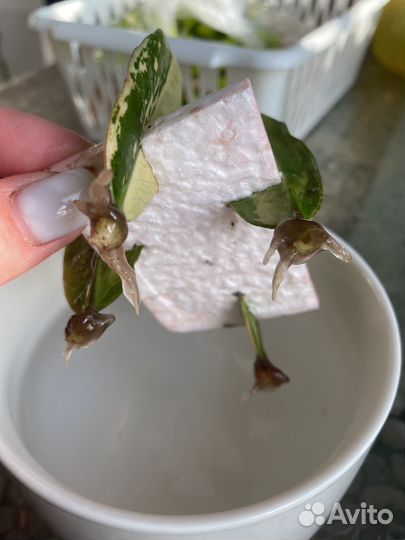 Замикулькас вариагатный