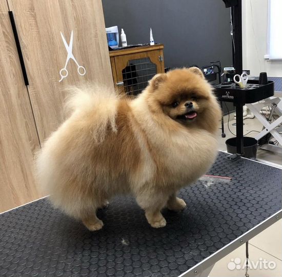 Стрижка собак и кошек