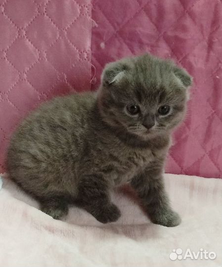 Продаются котята Скоттш- фолд