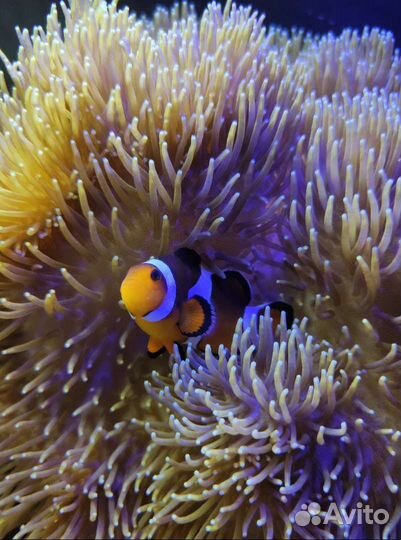 Оформление, чистка аквариума