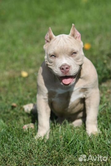 Америккнский булли