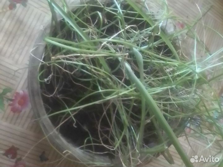 Лук индийский лечебный молодой