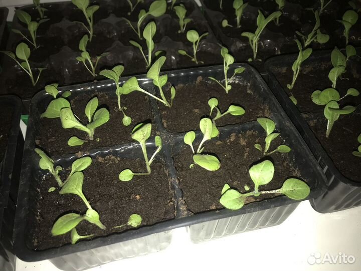 Рассада петунии