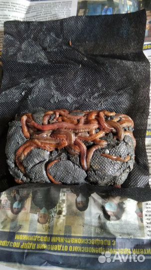 Морской червь Нереис