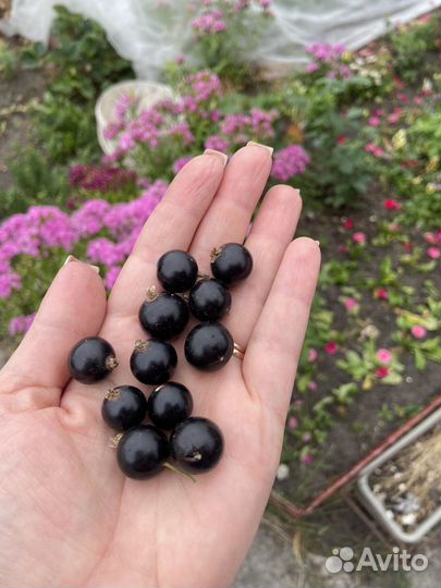 Малина, крыжовник, смородина, клубника, земляника