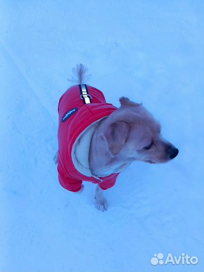 Комбинезон для собачек