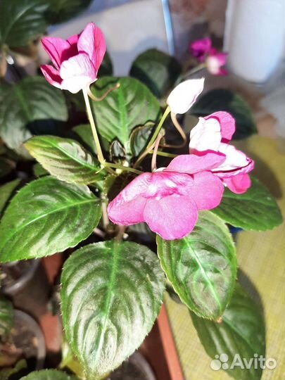 Бальзамин новогвинейский