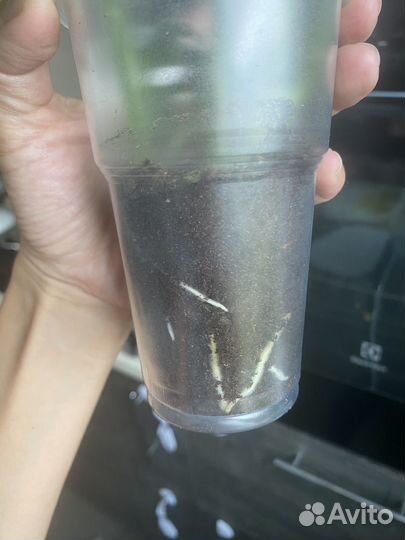 Монстера манки маск