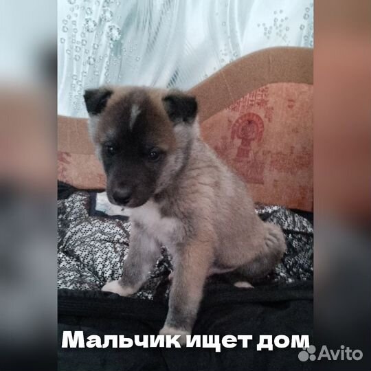 Ищут дом щенки(мальчики)