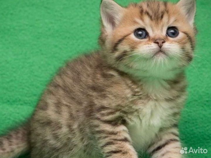 Котята
